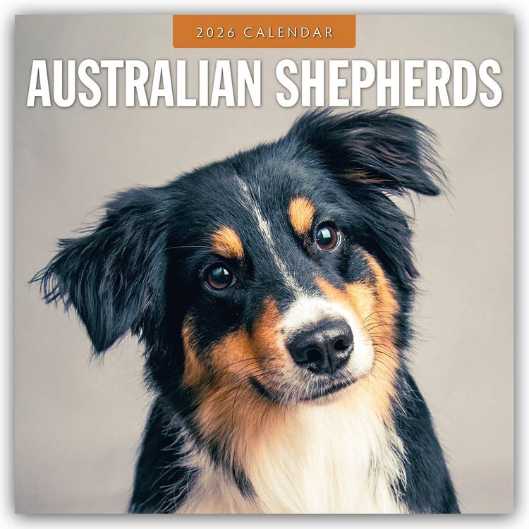 Produktbild: Australian Shepherds – Australian Shepherd 2026 – 16-Monatskalender