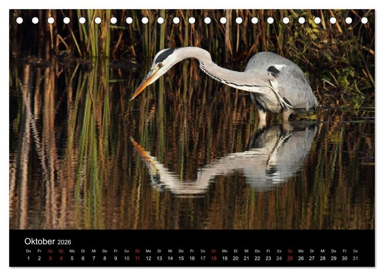 Produktbild: Aus dem Leben der Graureiher (Tischkalender 2026 DIN A5 quer), CALVENDO Monatskalender