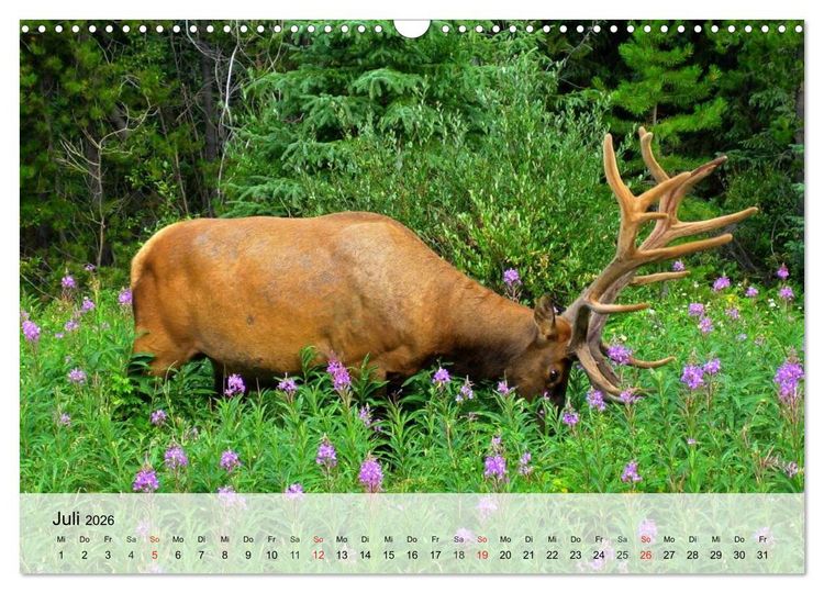 Produktbild: Rotwild. Edle Hirsche, stolze K&uuml;he (Wandkalender 2026 DIN A3 quer), CALVENDO Monatskalender