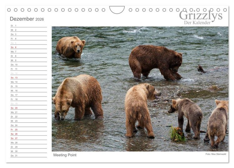 Produktbild: Grizzlys - Der Kalender (Wandkalender 2026 DIN A4 quer), CALVENDO Monatskalender