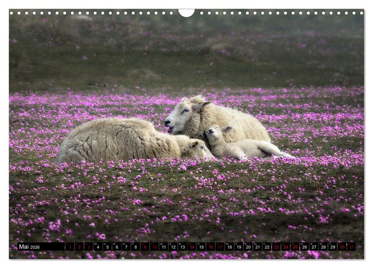 Produktbild: Schafe auf Sylt (Wandkalender 2026 DIN A3 quer), CALVENDO Monatskalender