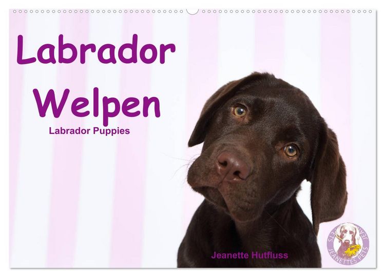 Produktbild: Labrador Welpen - Labrador Puppies (Wandkalender 2026 DIN A2 quer), CALVENDO Monatskalender