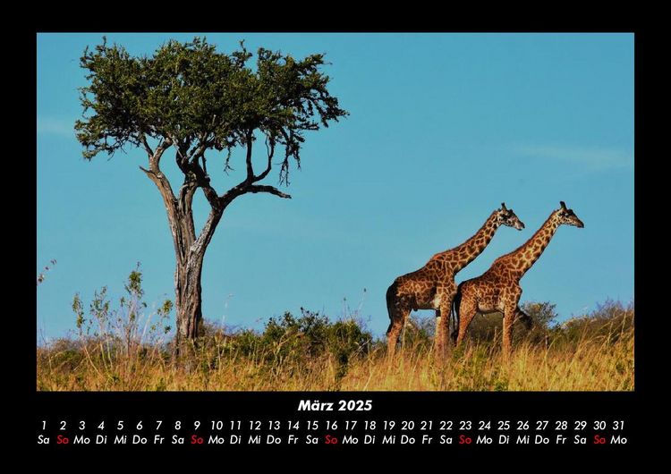 Produktbild: Giraffen 2025 Fotokalender DIN A3