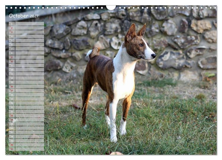 Produktbild: Basenji the African Barkless Dog (Wall Calendar 2027 DIN A3 landscape), CALVENDO 12 Month Wall Calendar