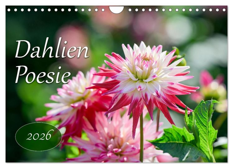 Produktbild: Dahlien Poesie (Wandkalender 2026 DIN A4 quer), CALVENDO Monatskalender