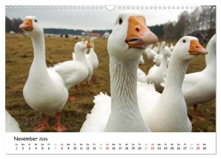 Produktbild: Hans der Bauer und seine Tiere auf dem Bauernhof (Wandkalender 2026 DIN A3 quer), CALVENDO Monatskalender