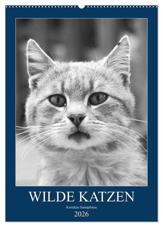 Produktbild: Wilde Katzen - Korsikas Samtpfoten (Wandkalender 2026 DIN A2 hoch), CALVENDO Monatskalender