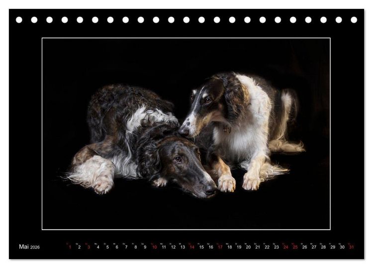 Produktbild: Windhunde - Schnelle Sch&ouml;nheiten (Tischkalender 2026 DIN A5 quer), CALVENDO Monatskalender