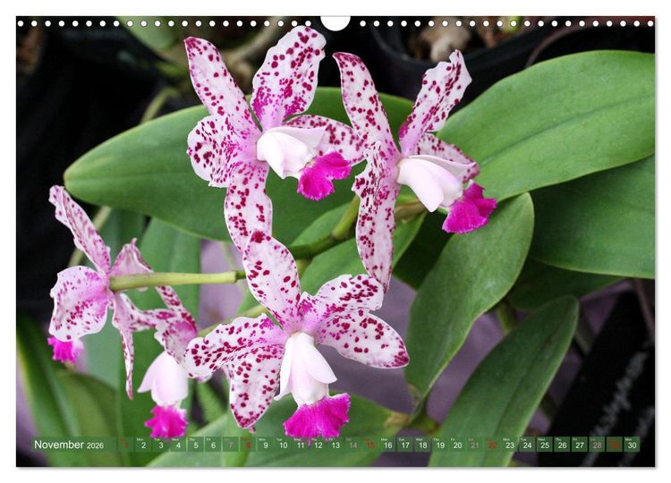 Produktbild: Orchid - A Flower Wonder (Wall Calendar 2026 DIN A3 landscape), CALVENDO 12 Month Wall Calendar