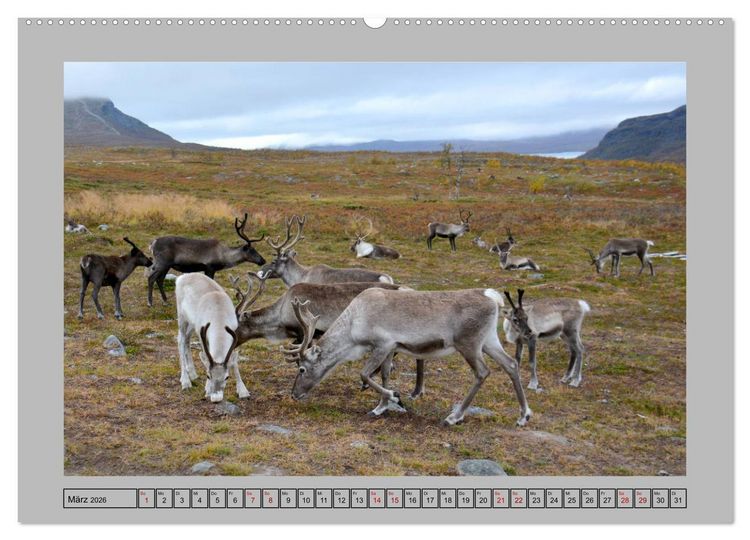 Produktbild: Rentiere im Hohen Norden (hochwertiger Premium Wandkalender 2026 DIN A2 quer), Kunstdruck in Hochglanz