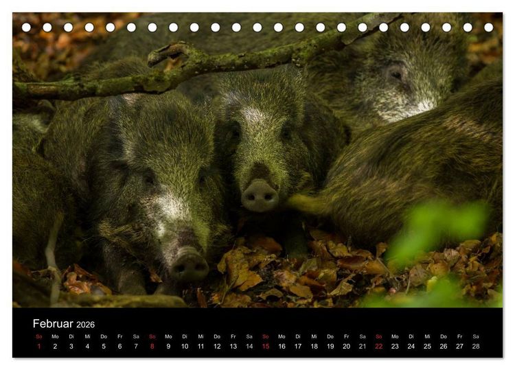 Produktbild: Wilde Wutzen. Das heimische Wildschwein (Tischkalender 2026 DIN A5 quer), CALVENDO Monatskalender