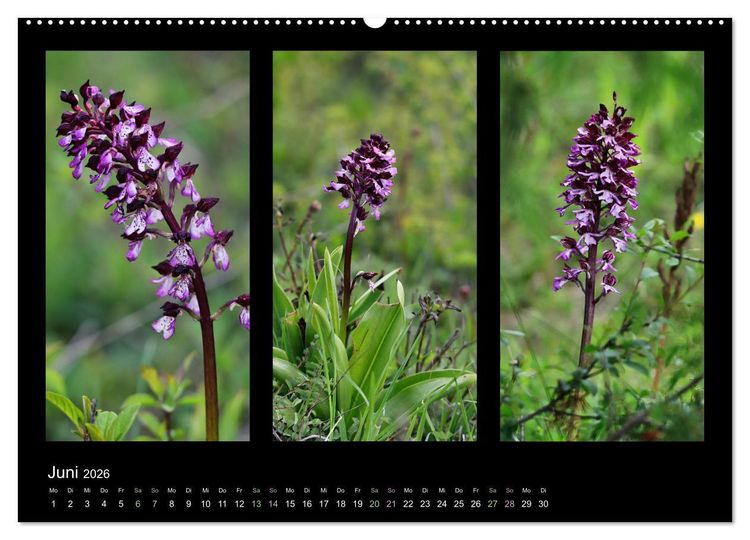 Produktbild: Heimische Orchideen im Dreierpack (Wandkalender 2026 DIN A2 quer), CALVENDO Monatskalender