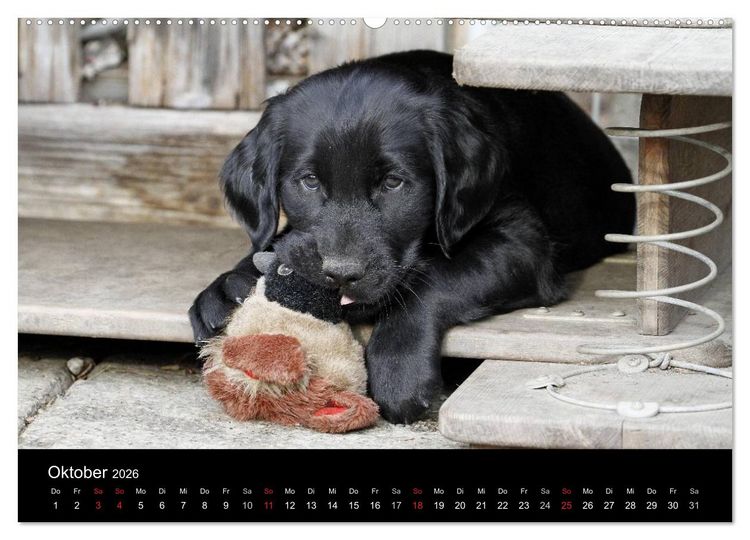 Produktbild: Flatcoated Retriever (Wandkalender 2026 DIN A2 quer), CALVENDO Monatskalender