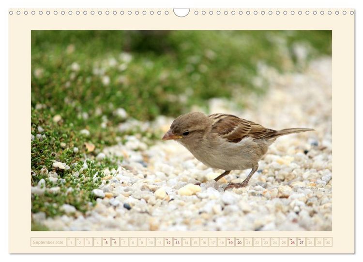 Produktbild: Freche Spatzen (Wandkalender 2026 DIN A3 quer), CALVENDO Monatskalender