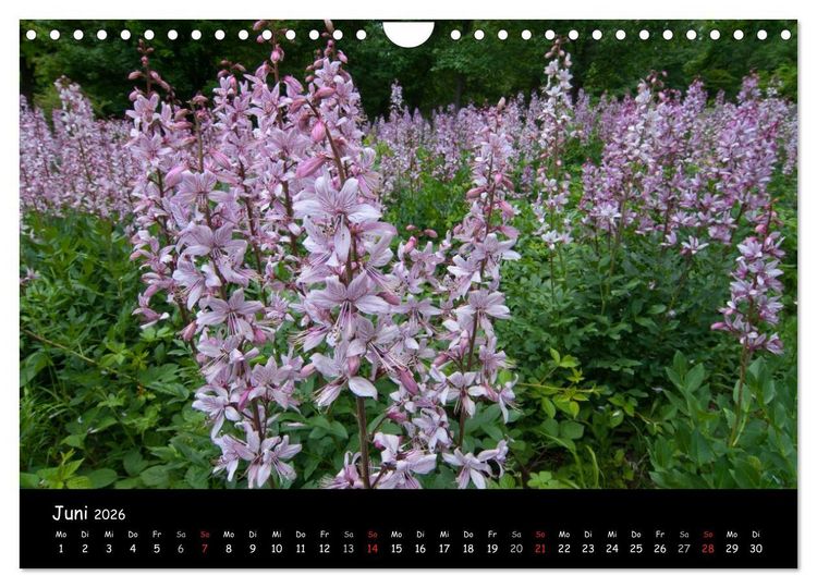 Produktbild: Faszination Harz 2026 (Wandkalender 2026 DIN A4 quer), CALVENDO Monatskalender
