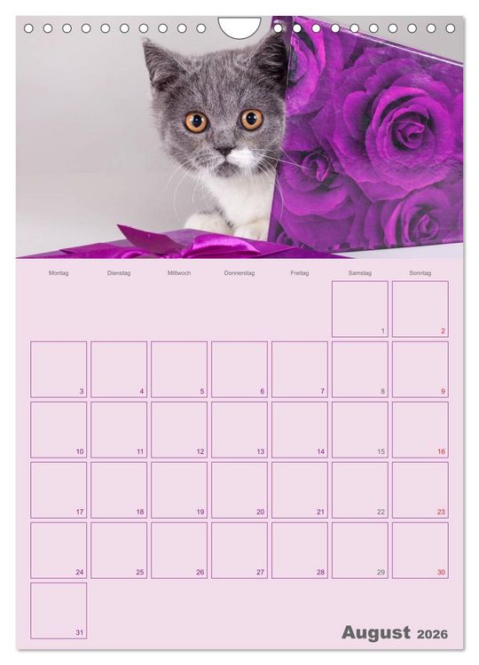 Produktbild: Britisch Kurzhaar Katzen - Planer (Wandkalender 2026 DIN A4 hoch), CALVENDO Monatskalender
