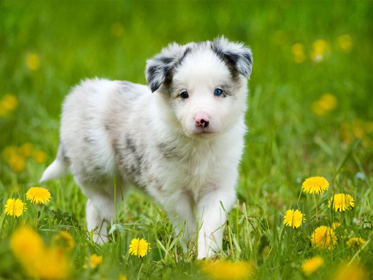 Produktbild: CALVENDO Puzzle Border Collie im L&ouml;wenzahn | 1000 Teile Lege-Gr&ouml;&szlig;e 64x48cm Foto-Puzzle f&uuml;r gl&uuml;ckliche Stunden