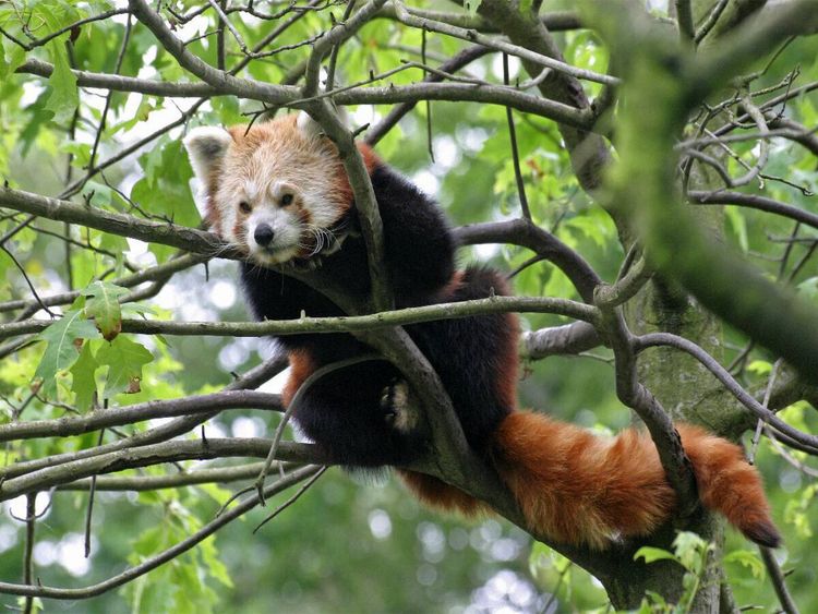 Produktbild: CALVENDO Puzzle Kleiner Panda | 1000 Teile Lege-Gr&ouml;&szlig;e 64x48cm Foto-Puzzle f&uuml;r gl&uuml;ckliche Stunden