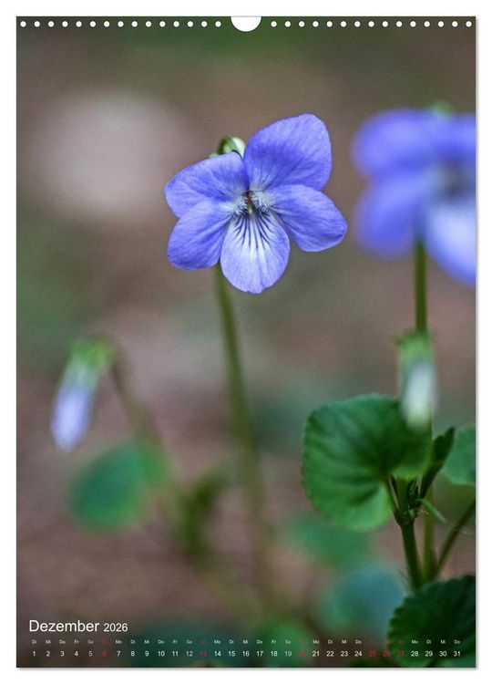 Produktbild: NATUR PUR Kleine Blumen am Wegesrand (Wandkalender 2026 DIN A3 hoch), CALVENDO Monatskalender