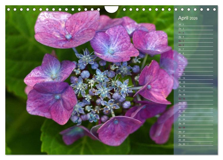 Produktbild: Hortensien / Geburtstagskalender (Wandkalender 2026 DIN A4 quer), CALVENDO Monatskalender