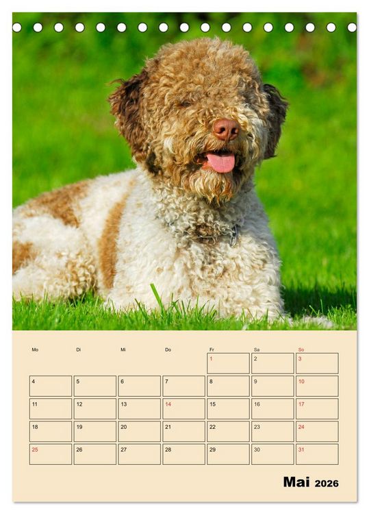 Produktbild: Jahresplaner Lagotto Romagnolo (Tischkalender 2026 DIN A5 hoch), CALVENDO Monatskalender