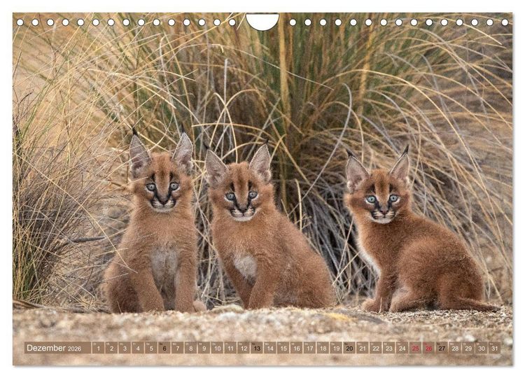 Produktbild: Raubkatzenkinder (Wandkalender 2026 DIN A4 quer), CALVENDO Monatskalender
