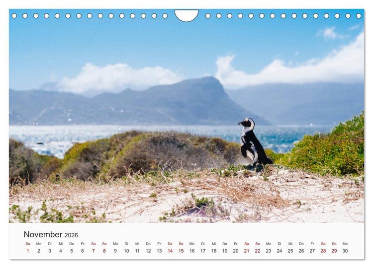 Produktbild: Pinguine - Die sympathischen Frack-Tr&auml;ger (Wandkalender 2026 DIN A4 quer), CALVENDO Monatskalender
