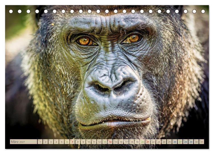 Produktbild: Die Augen der Wildnis (Tischkalender 2027 DIN A5 quer), CALVENDO Monatskalender