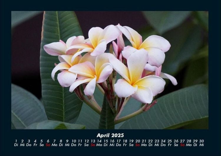 Produktbild: Blumenkalender 2025 Fotokalender DIN A4