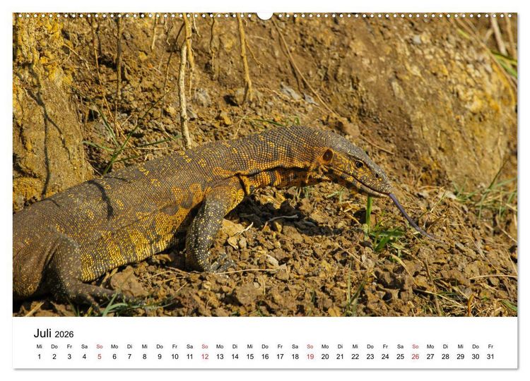Produktbild: S&uuml;dafrika - Eine beeindruckende Tierwelt (Wandkalender 2026 DIN A2 quer), CALVENDO Monatskalender