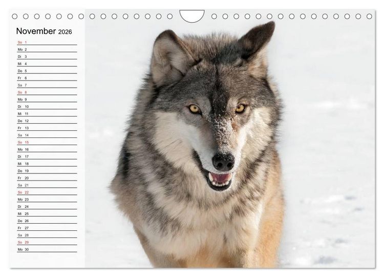 Produktbild: W&ouml;lfe. Graue Eminenzen (Wandkalender 2026 DIN A4 quer), CALVENDO Monatskalender