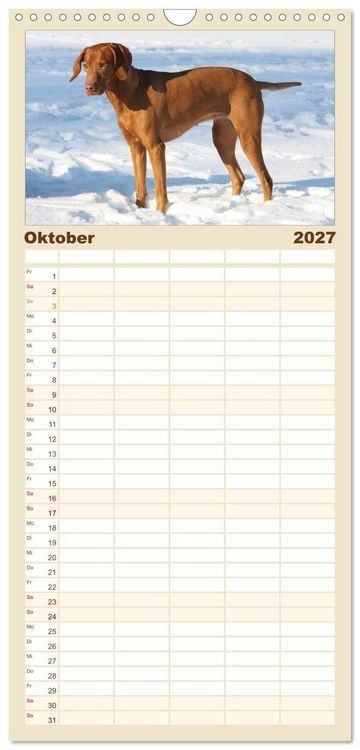 Produktbild: Familienplaner 2027 - Magyar Vizsla - Vielseitiger Jagdhund mit 5 Spalten (Wandkalender, 21 x 45 cm) CALVENDO
