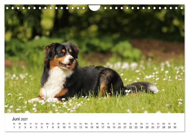 Produktbild: Australian Shepherd - Treue Blicke, wilde Herzen (Wandkalender 2027 DIN A4 quer), CALVENDO Monatskalender