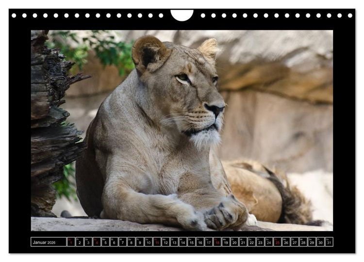 Produktbild: Dresdner Zootiere 2026 (Wandkalender 2026 DIN A4 quer), CALVENDO Monatskalender