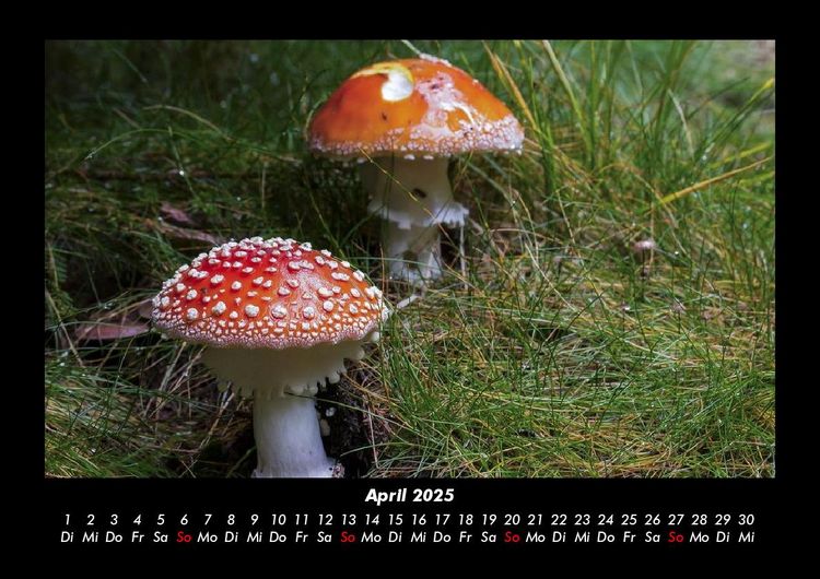 Produktbild: Pilzkalender 2025 Fotokalender DIN A3
