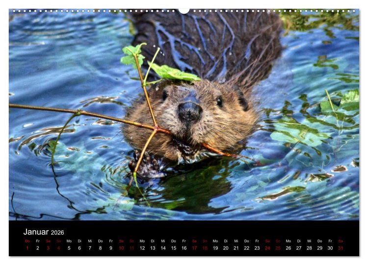 Produktbild: Das Leben der Biber (hochwertiger Premium Wandkalender 2026 DIN A2 quer), Kunstdruck in Hochglanz