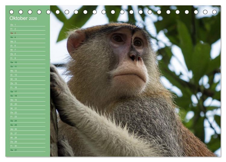 Produktbild: Die vielf&auml;ltige Welt der Affen (Tischkalender 2026 DIN A5 quer), CALVENDO Monatskalender