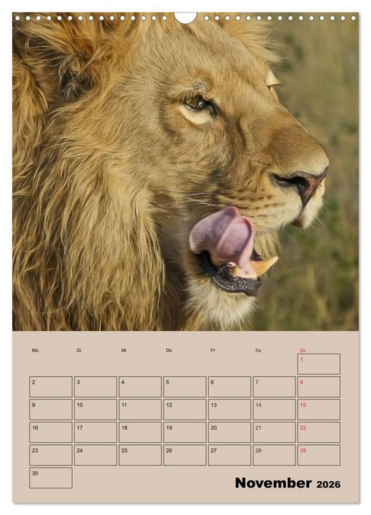 Produktbild: Gro&szlig;katzen. Raubkatzengesichter (Wandkalender 2026 DIN A3 hoch), CALVENDO Monatskalender
