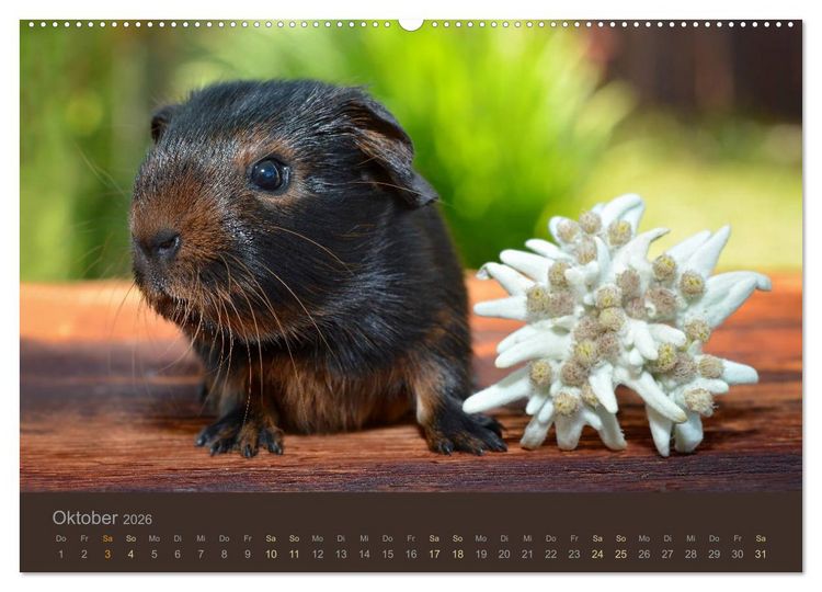 Produktbild: Meerschweinchen Portraits (hochwertiger Premium Wandkalender 2026 DIN A2 quer), Kunstdruck in Hochglanz