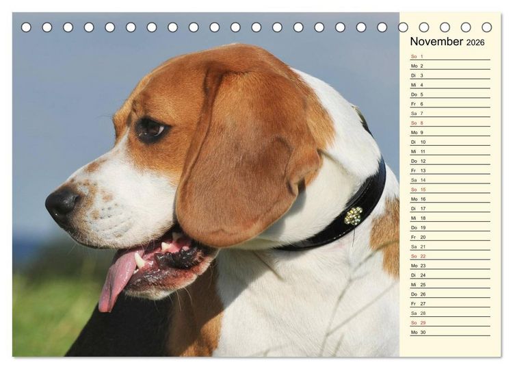 Produktbild: Beagle - Herz auf 4 Pfoten (Tischkalender 2026 DIN A5 quer), CALVENDO Monatskalender