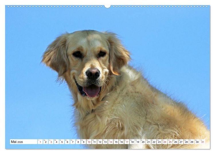 Produktbild: Golden Retriever ein treuer Begleiter (Wandkalender 2026 DIN A2 quer), CALVENDO Monatskalender
