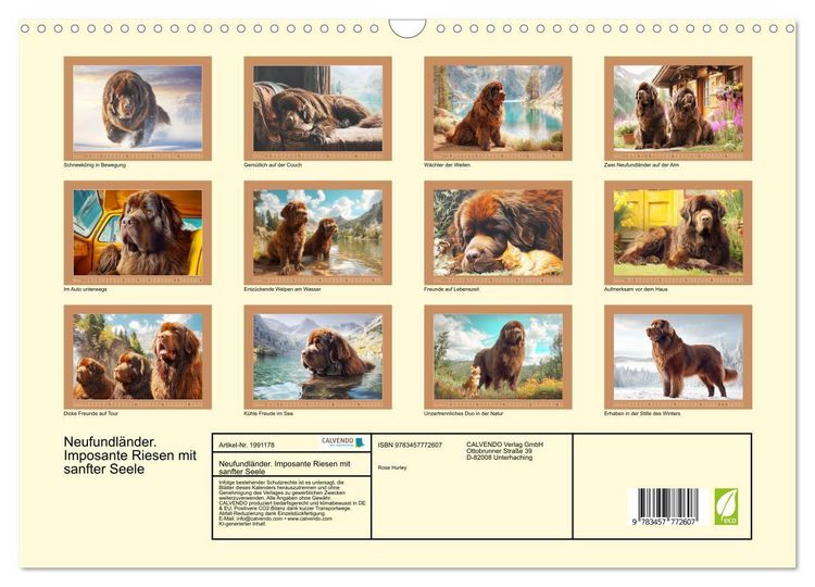 Produktbild: Neufundl&auml;nder. Imposante Riesen mit sanfter Seele (Wandkalender 2026 DIN A3 quer), CALVENDO Monatskalender
