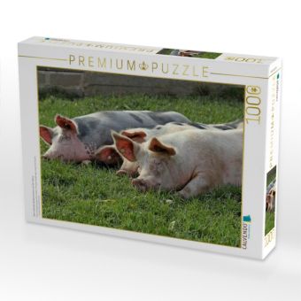 Produktbild: CALVENDO Puzzle Drei ruhende Weideschweine auf der Wiese | 1000 Teile Lege-Gr&ouml;&szlig;e 64x48cm Foto-Puzzle f&uuml;r gl&uuml;ckliche Stunden