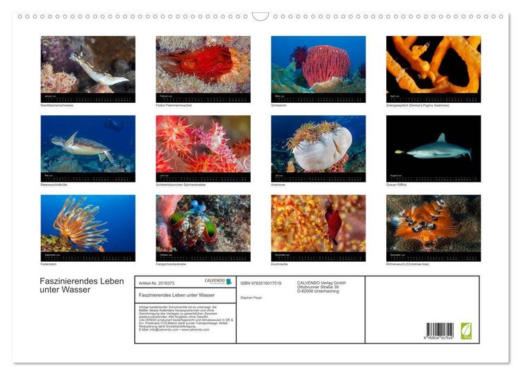 Produktbild: Faszinierendes Leben unter Wasser (Wandkalender 2026 DIN A2 quer), CALVENDO Monatskalender