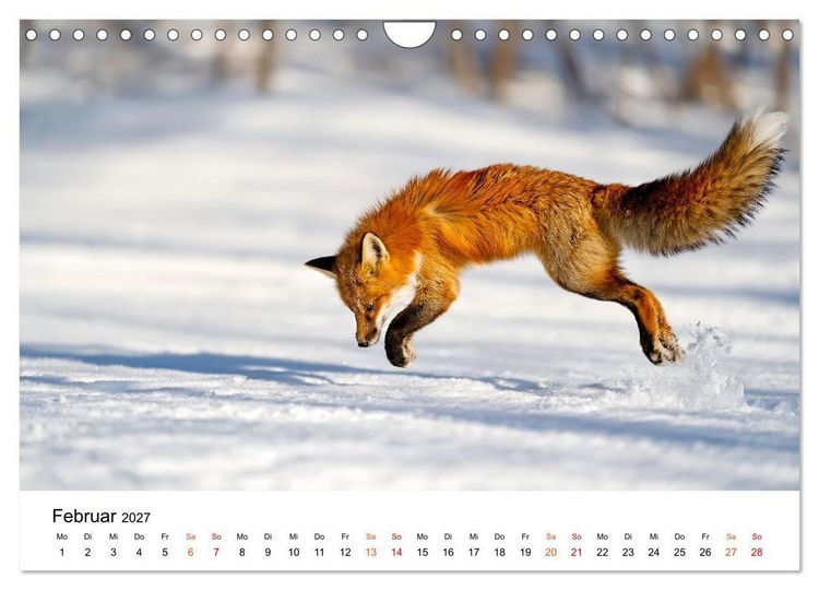 Produktbild: F&uuml;chse - Wanderer durch Moos und Farn (Wandkalender 2027 DIN A4 quer), CALVENDO Monatskalender