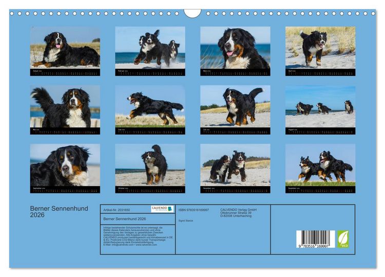 Produktbild: Berner Sennenhund 2026 (Wandkalender 2026 DIN A3 quer), CALVENDO Monatskalender