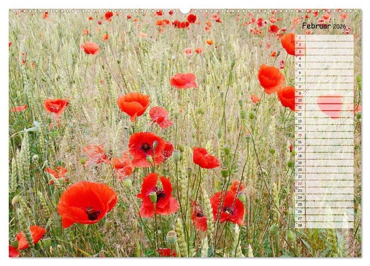 Produktbild: Klatschmohn im Feld (Wandkalender 2026 DIN A2 quer), CALVENDO Monatskalender
