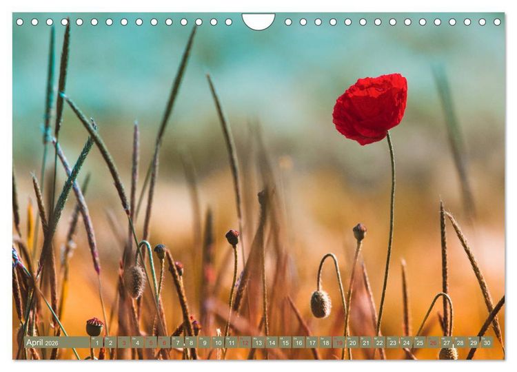 Produktbild: Mohnblumen - Fotografie mit Magie (Wandkalender 2026 DIN A4 quer), CALVENDO Monatskalender