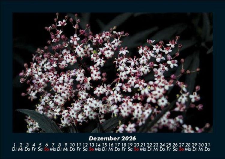 Produktbild: Blumenzauber 2026 Fotokalender DIN A5