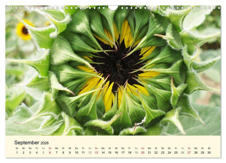 Produktbild: Kraftquelle Gr&uuml;n (Wandkalender 2026 DIN A3 quer), CALVENDO Monatskalender
